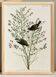 Poster of the Orange-crowned Warbler, after an old engraving