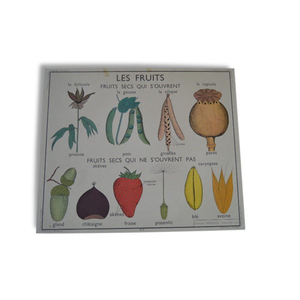 Affiche Scolaire Rossignol Annee 50 Les Fruits La Graine Ecole Vintage Selency Affiche Scolaire Rossignol Annee 50 Les Fruits La Graine Ecole Vintage Selency
