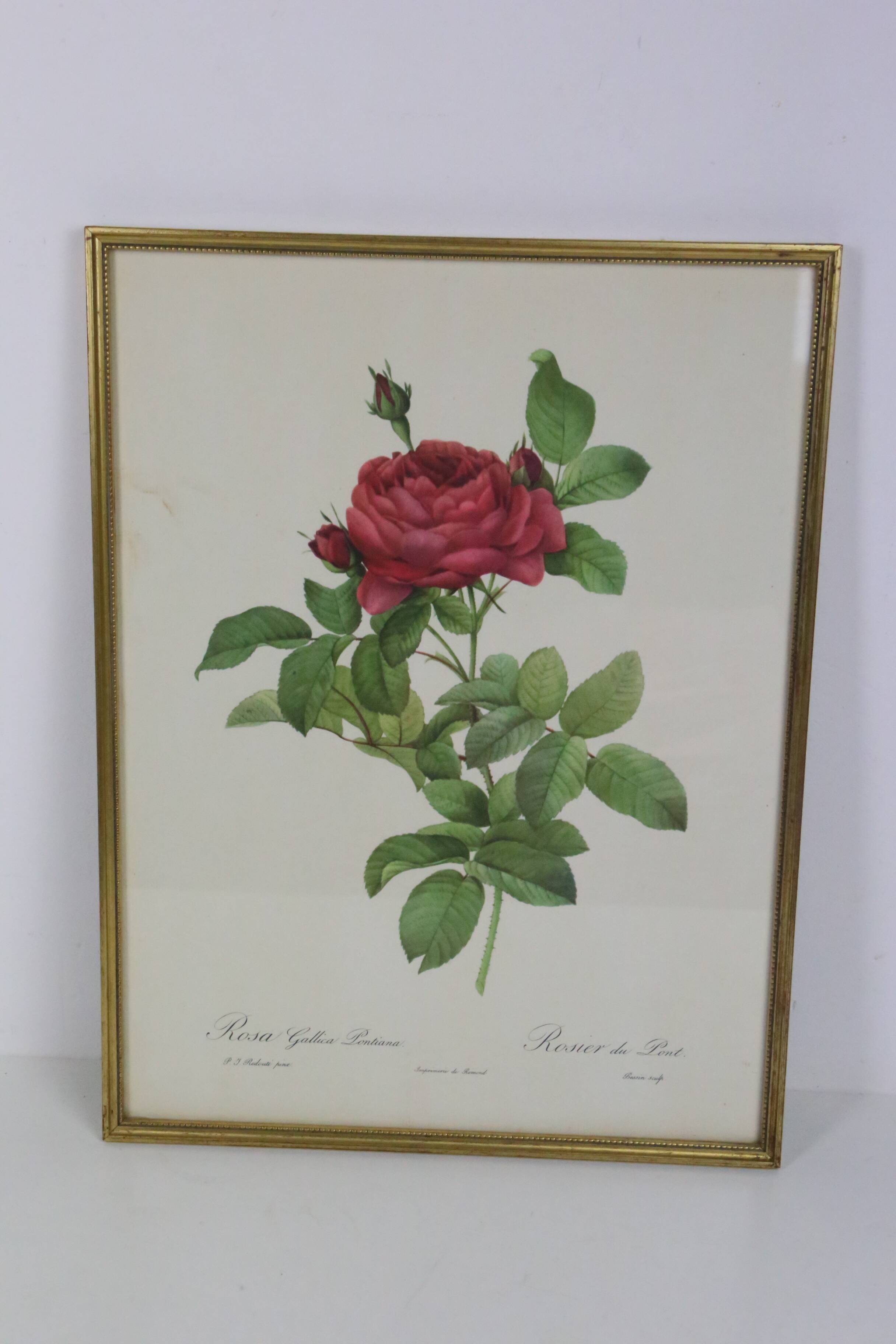 Large framed lithograph by Redouté