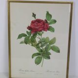 Large framed lithograph by Redouté