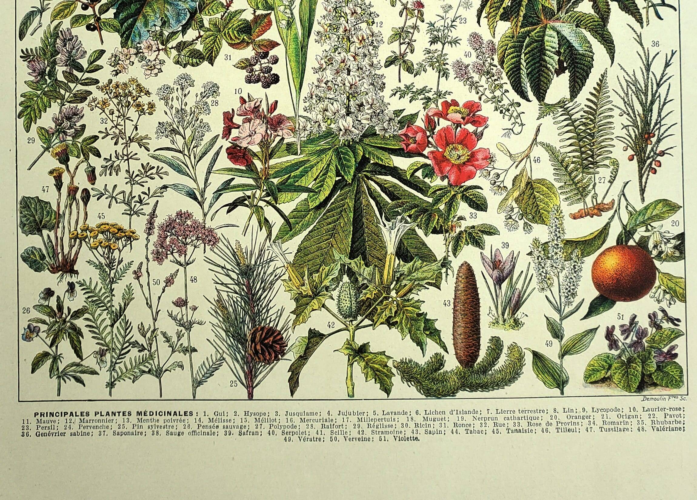 Old engraving 1928 - Medicinal plants (2) by Millot. Herbalism