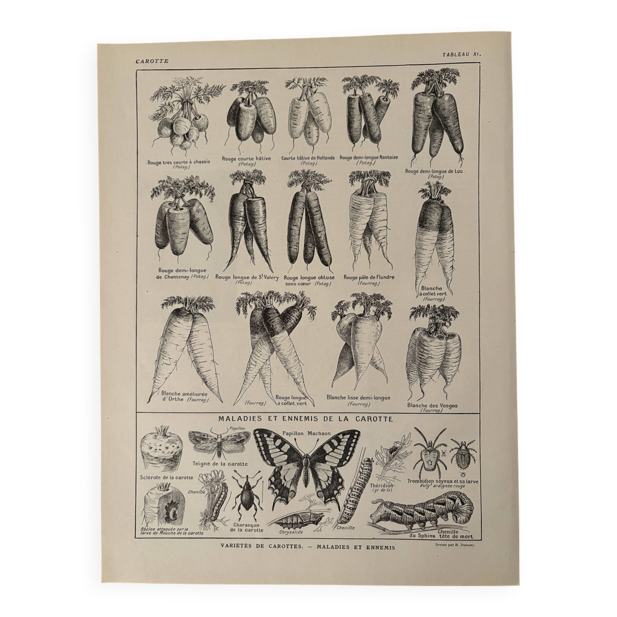 Lithograph on carrots - 1920