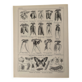 Lithograph on carrots - 1920