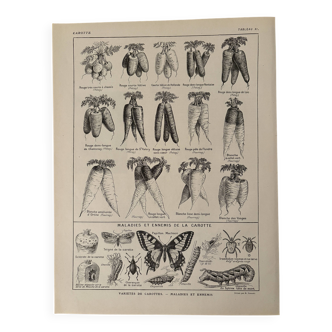 Lithograph on carrots - 1920