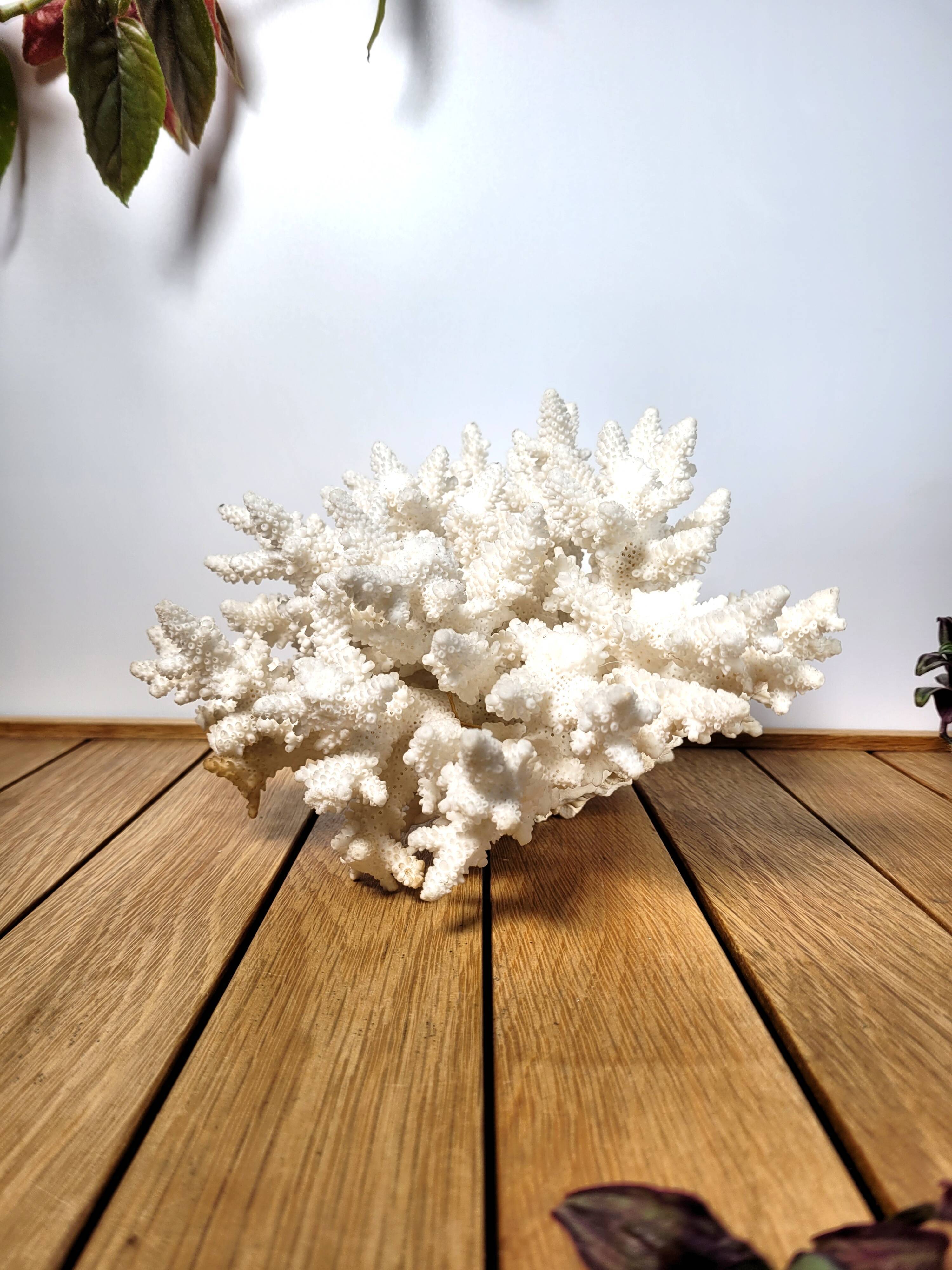 White coral