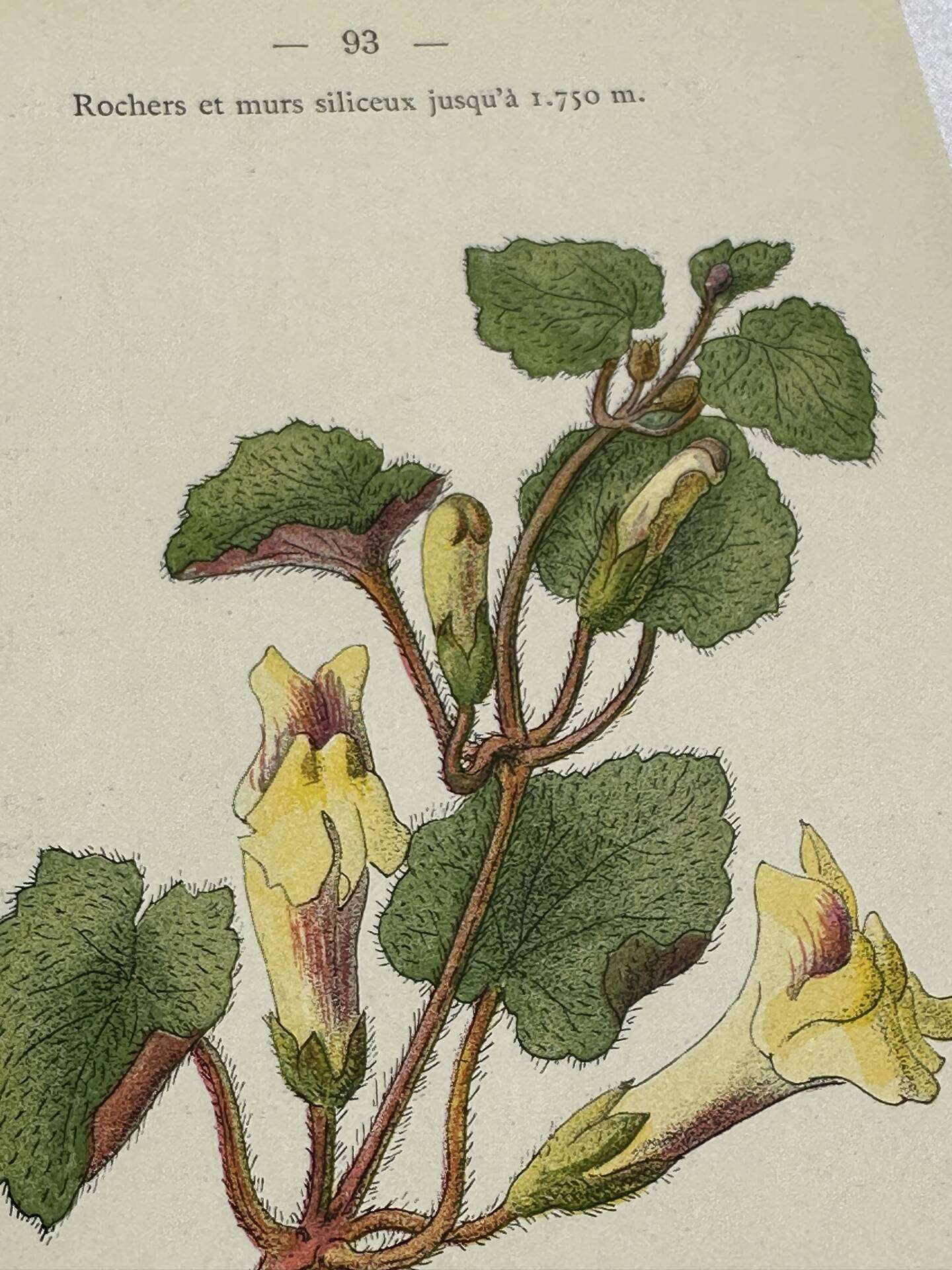 Gravure Botanique Ancienne XIXe – Lithographies Naturalistes  Fleurs &