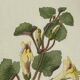 Gravure Botanique Ancienne XIXe – Lithographies Naturalistes  Fleurs &