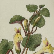 Gravure Botanique Ancienne XIXe – Lithographies Naturalistes  Fleurs &