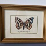 Lot of two old frames with butterflies