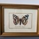 Lot de deux cadres ancien avec papillons