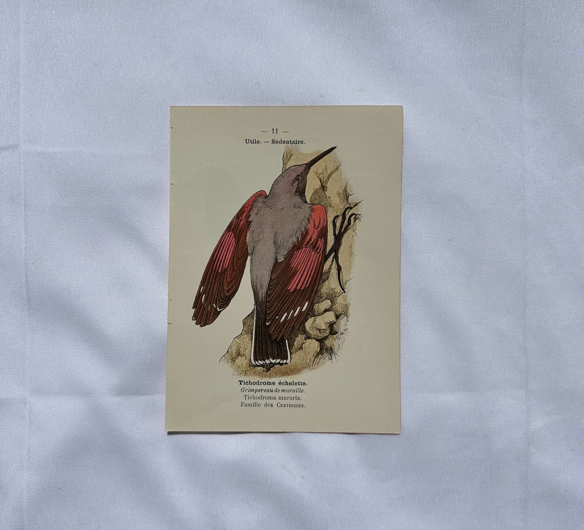Planche Botanique Gravure oiseaux naturaliste  19eme recto verso  A