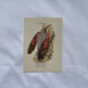 Planche Botanique Gravure oiseaux naturaliste  19eme recto verso  A