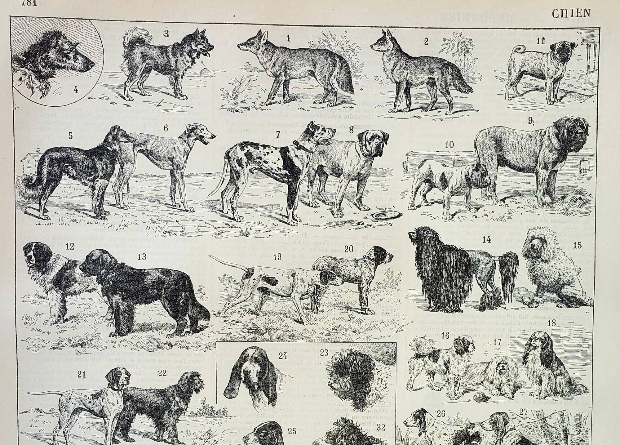 Old engraving 1898, Breed of dog, shepherd • Original and vintage lithograph