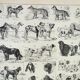 Old engraving 1898, Breed of dog, shepherd • Original and vintage lithograph