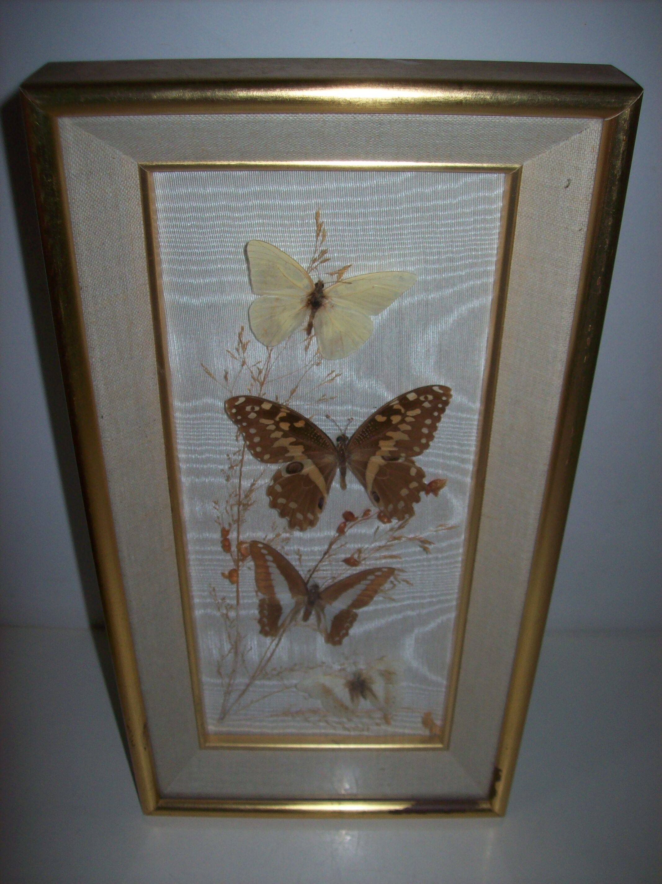 Butterfly stuffed under frame
