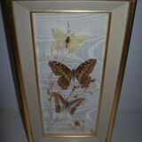 Butterfly stuffed under frame