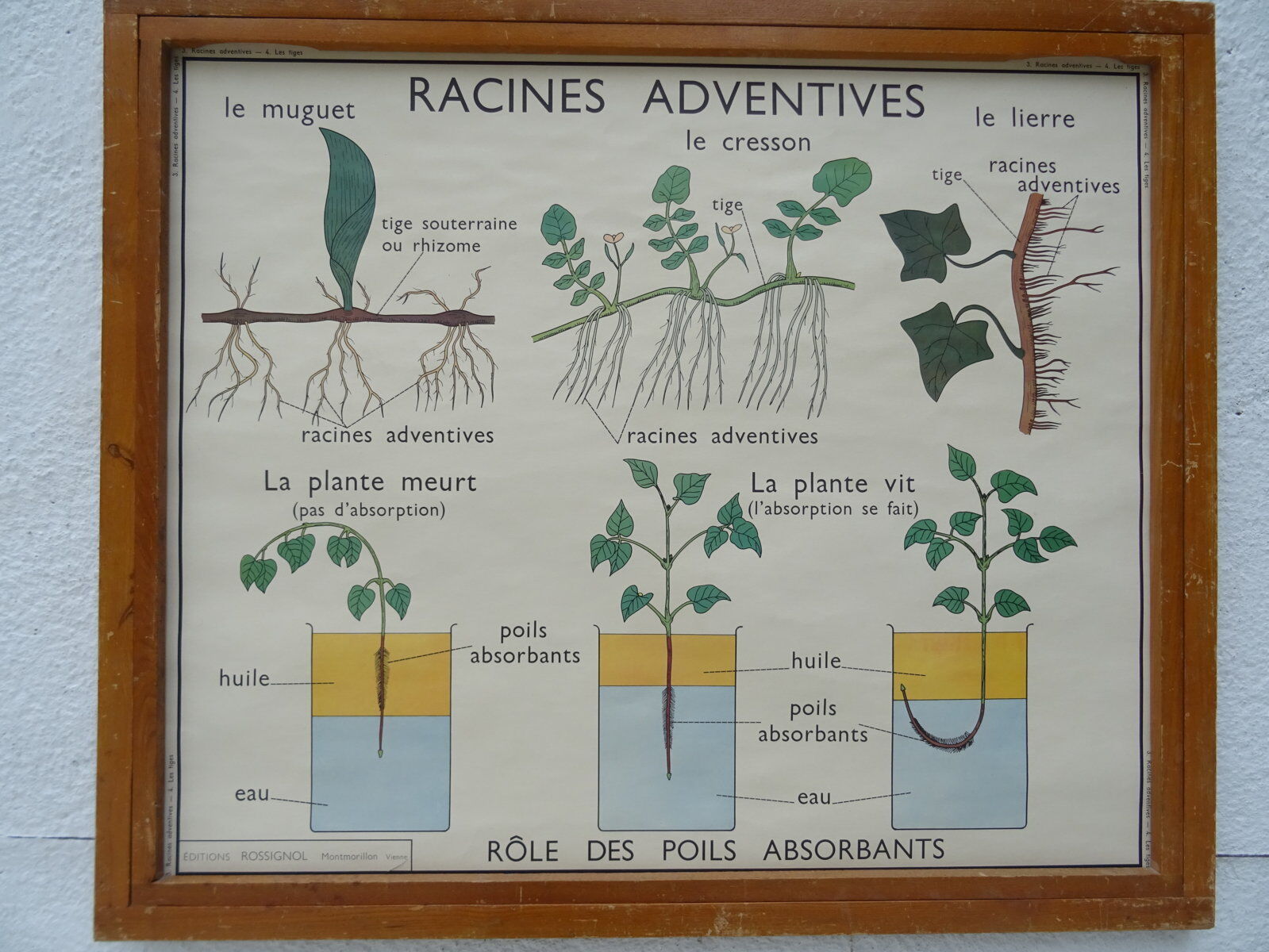 Set of 10 Rossignol posters on plants with frame