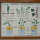 Set of 10 Rossignol posters on plants with frame