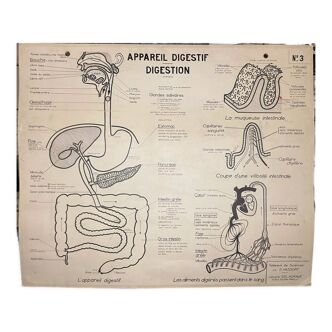 School Poster Digestive System and Teeth