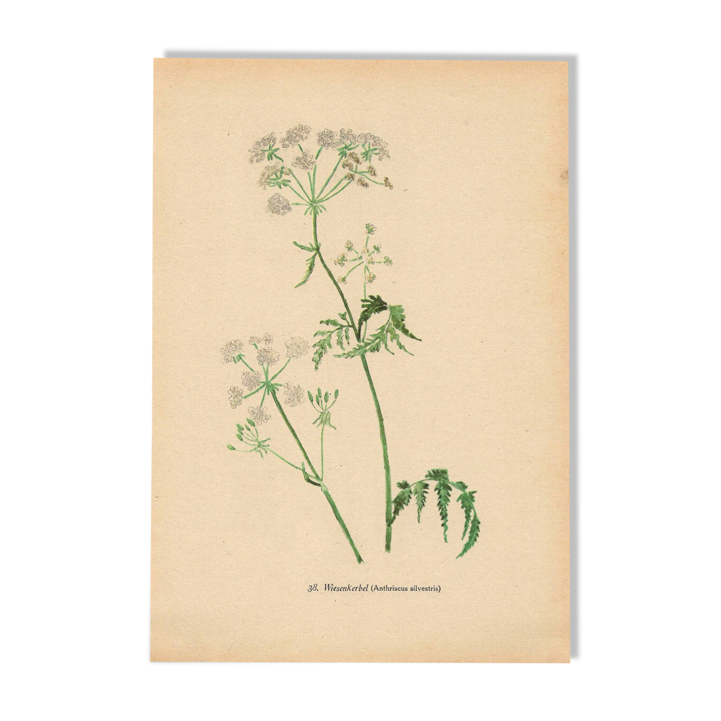 Illustration 1948 - Meadow Chervil by H. Strache - natural floral