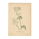Illustration 1948 - Meadow Chervil by H. Strache - natural floral