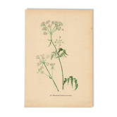 Illustration 1948 - Cerfeuil des prés par H. Strache - floral naturelle