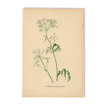 Illustration 1948 - Meadow Chervil by H. Strache - natural floral