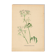 Illustration 1948 - Meadow Chervil by H. Strache - natural floral