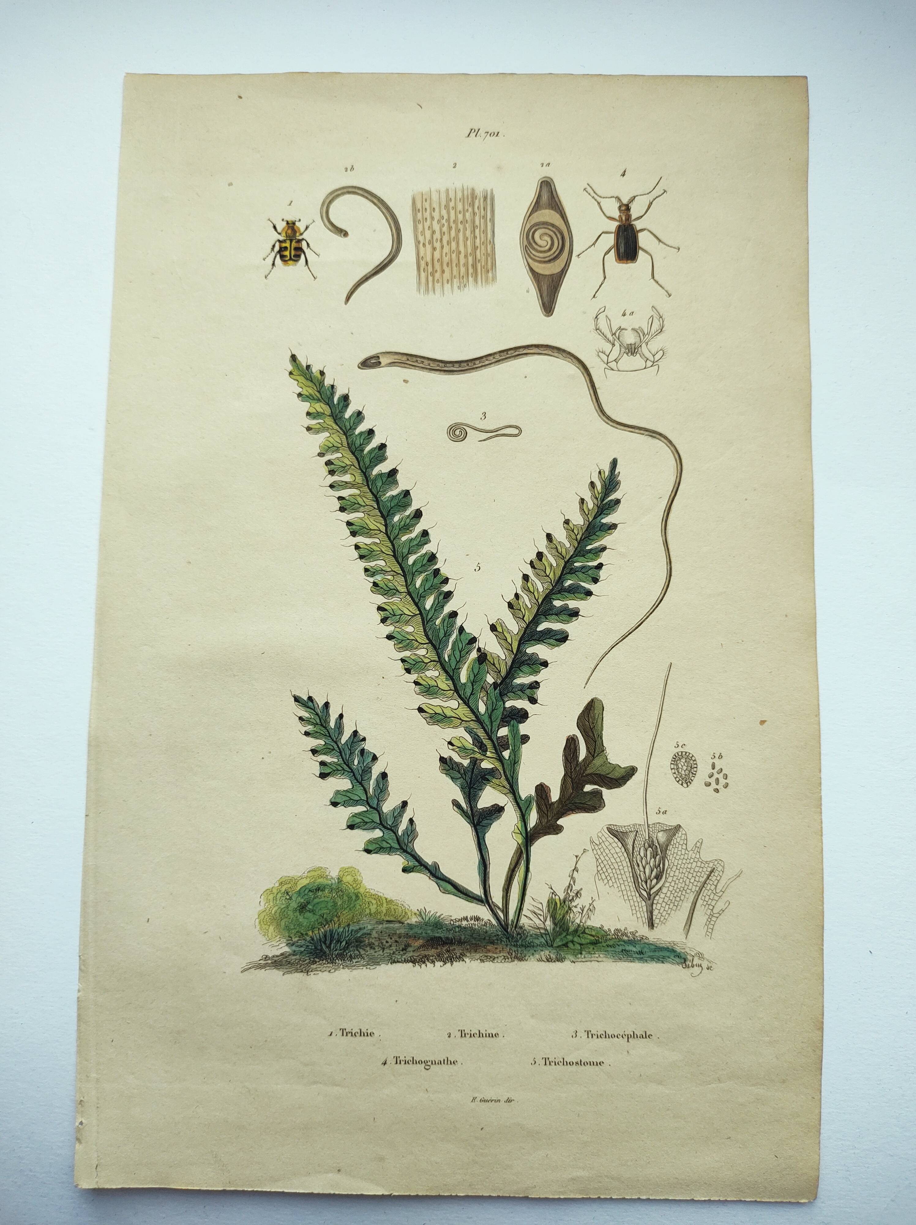 Gravure ancienne de 1838 -plante Trichostome- Planche coloriée à la main. botanique original