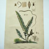 Gravure ancienne de 1838 -plante Trichostome- Planche coloriée à la main. botanique original