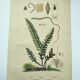 Gravure ancienne de 1838 -plante Trichostome- Planche coloriée à la main. botanique original