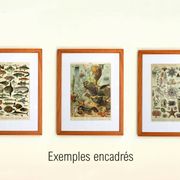 Gravure ancienne 1897 A. Millot - Faune et Flore des océans, océan, poisson