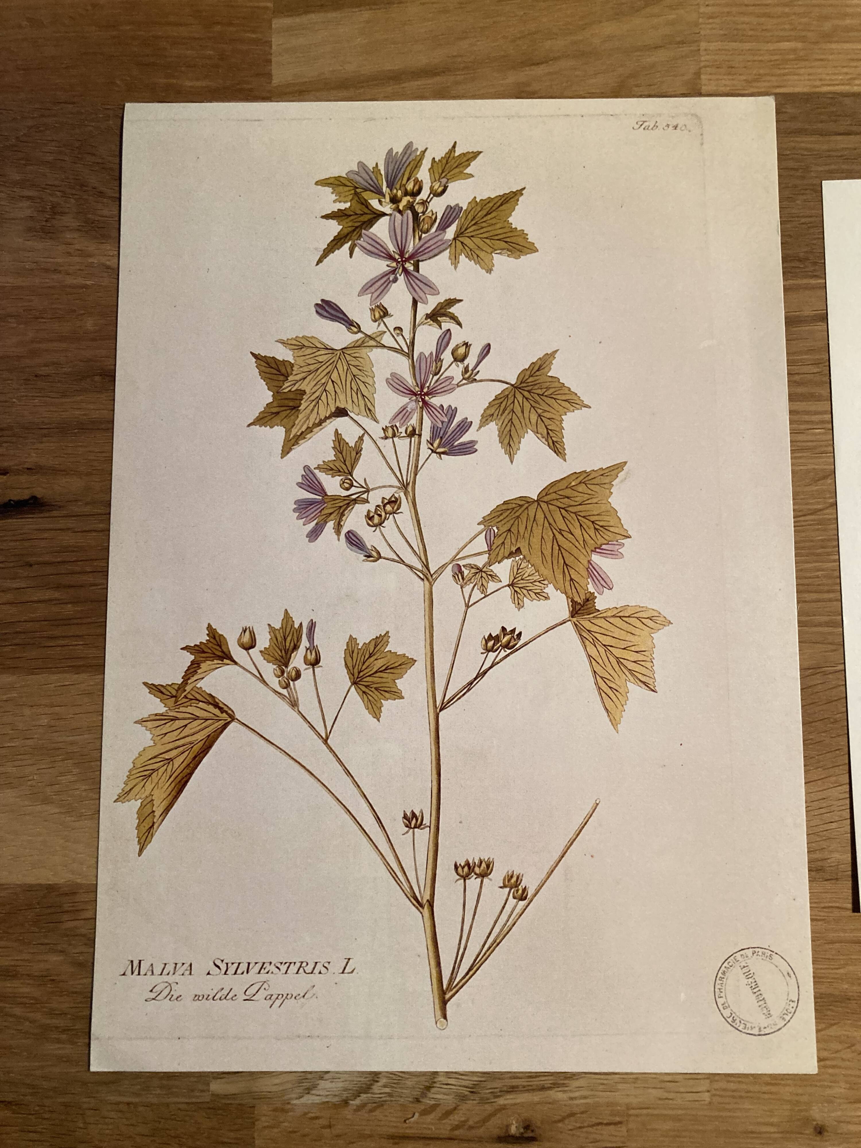 Affiche botanique Malva Sylvestris et Capucine Mordorée