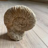Ammonite Fossil