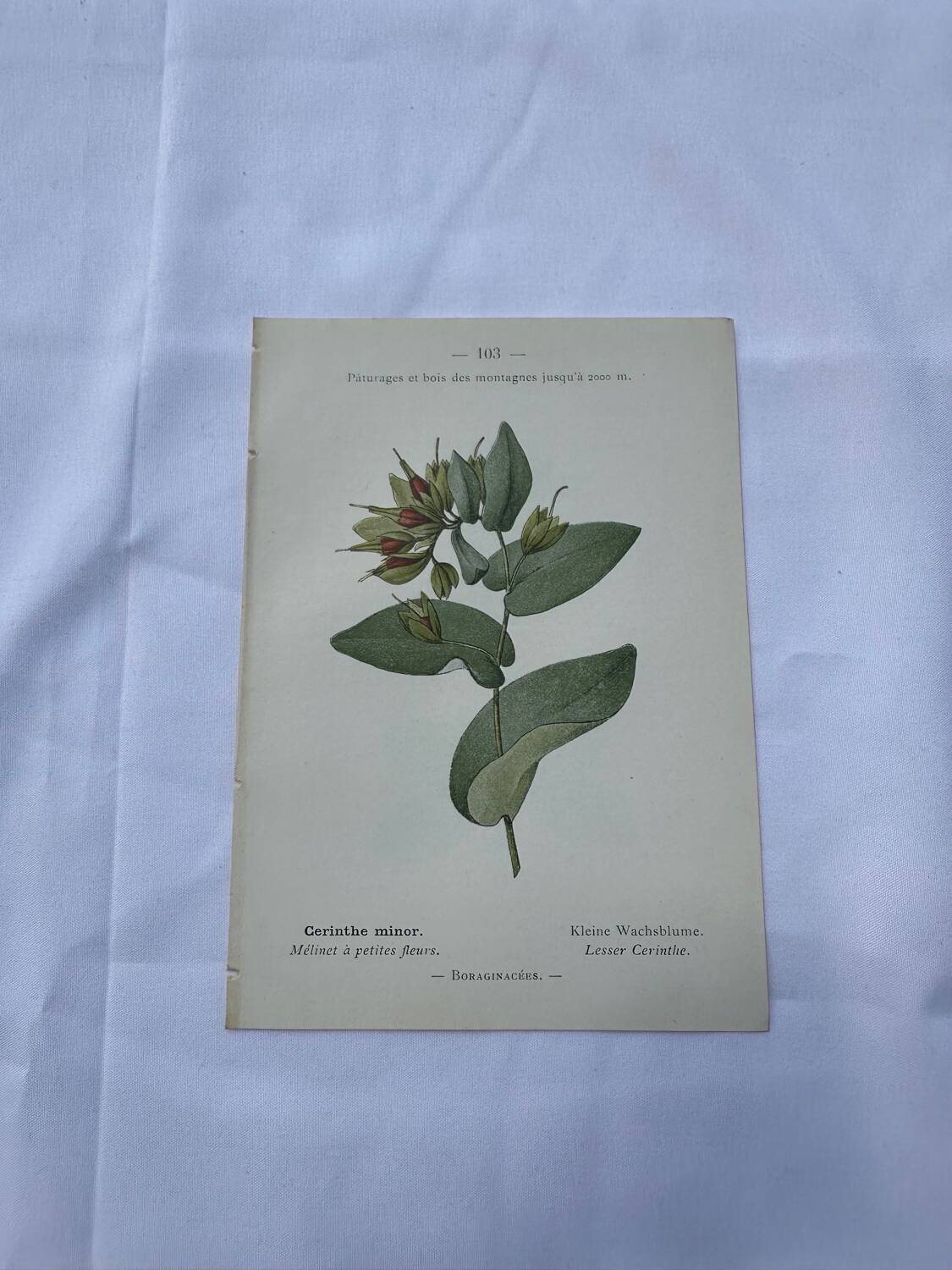 Botanical plate France 1800 vintage naturalist engraving double-sided