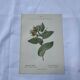 Botanical plate France 1800 vintage naturalist engraving double-sided