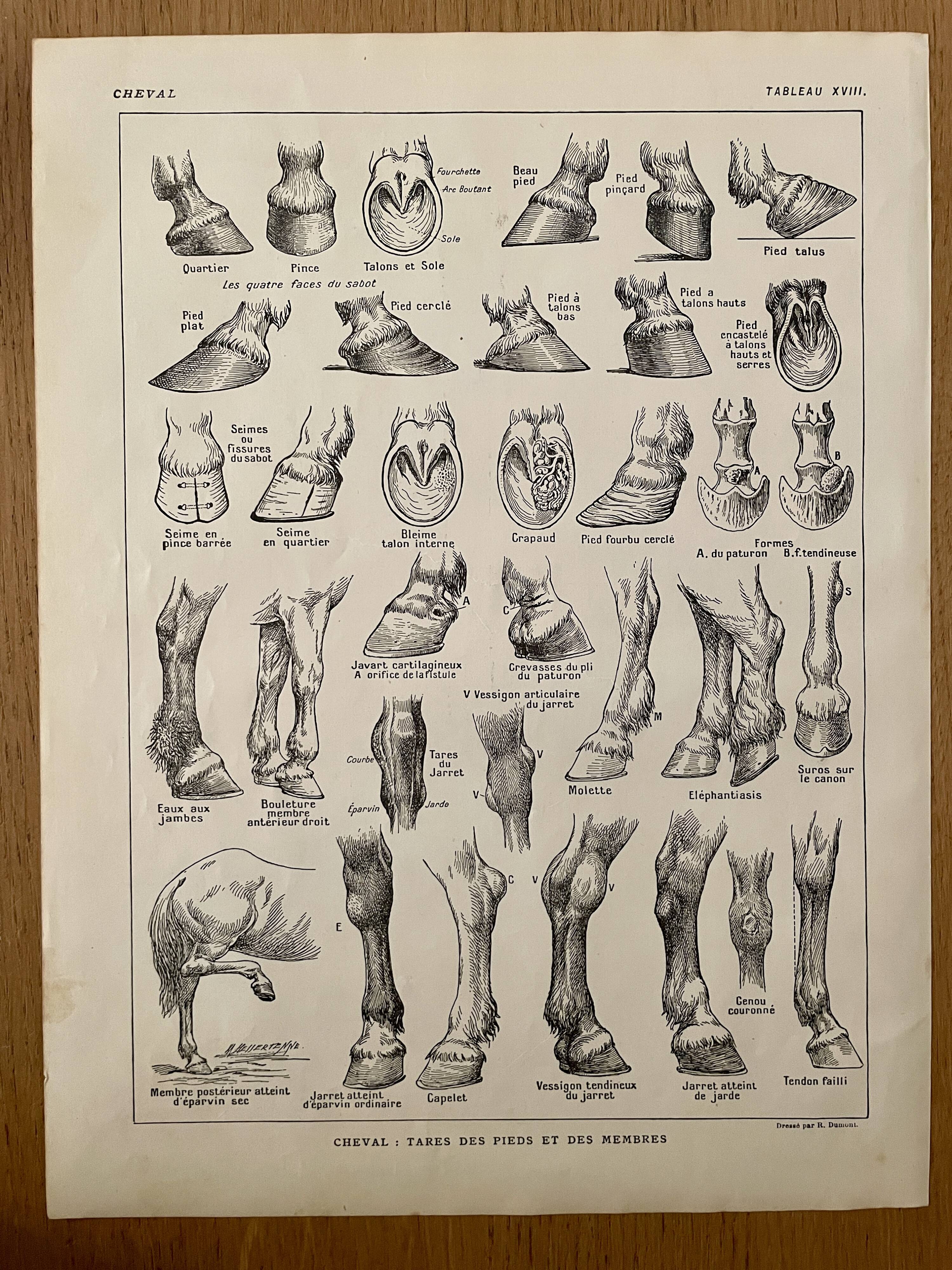 Lithograph on the anatomy of the horse (head, rump, hooves) - 1920