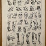 Lithograph on the anatomy of the horse (head, rump, hooves) - 1920