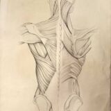 4 Quatre dessins académiques anatomiques du début du XXe siècle