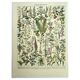 Old engraving 1928 - Medicinal plants by A. Millot. Botany