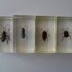 Lot 4 insectes inclusions résines vintage à identifier