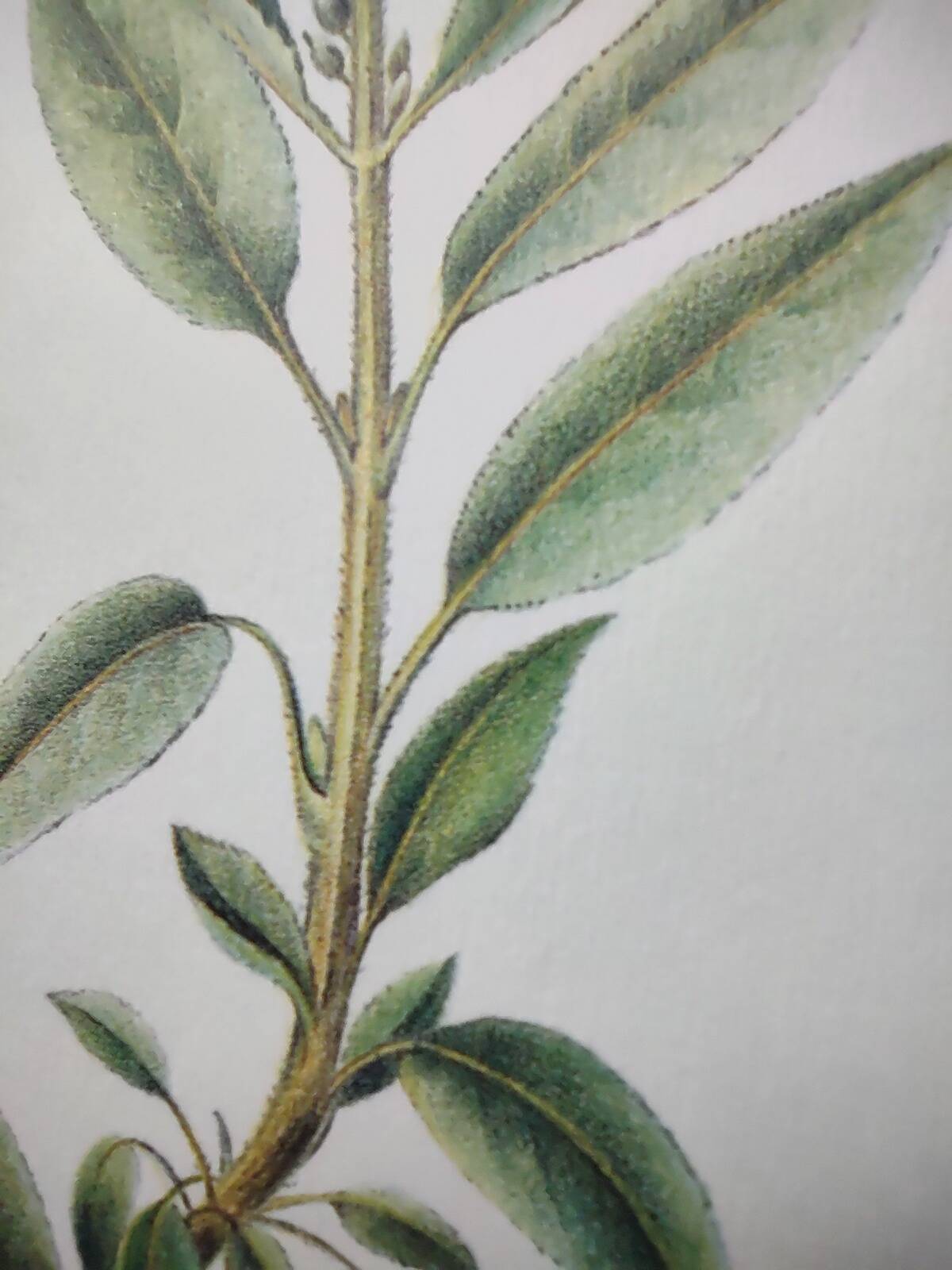 Botanical plate -Sage Officinale- Illustration of medicinal plants and herbs. Pastels