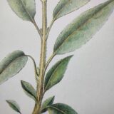 Botanical plate -Sage Officinale- Illustration of medicinal plants and herbs. Pastels