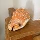 Great shell (Cypraecassis rufa)