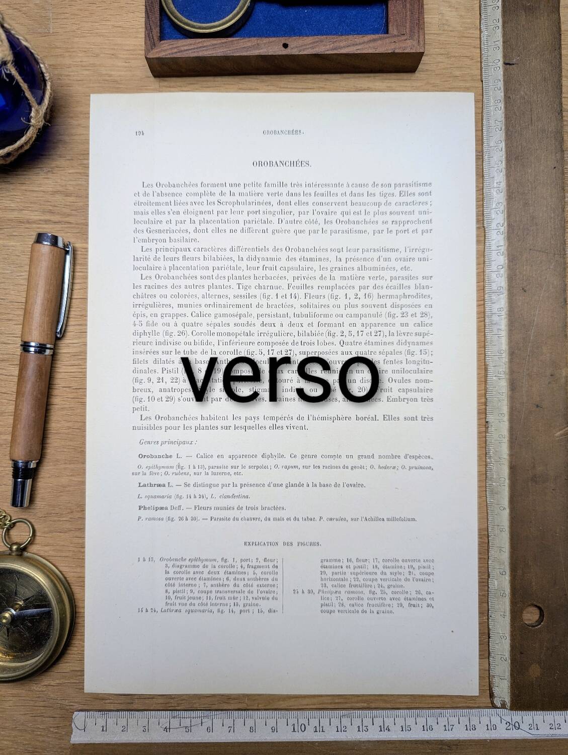 Imprimée en 1889, les scrophularinées. Planche botanique ancienne.