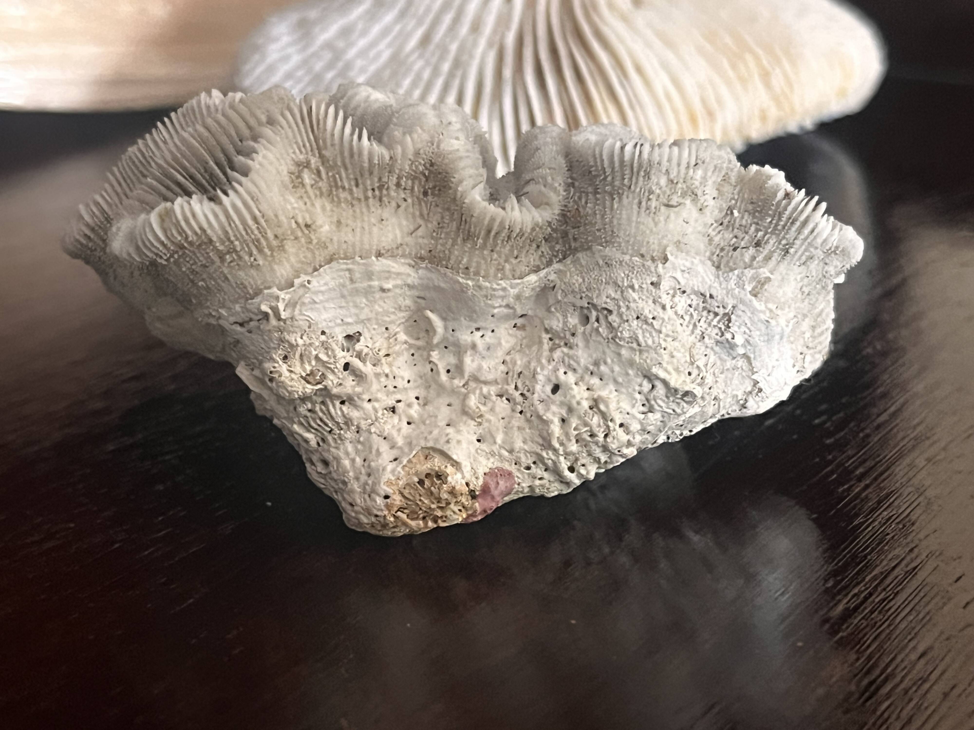 Corail ancien