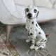 Very large ceramic Dalmatian, Italy, 1960-1970, 43cm