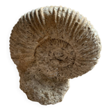 Ammonite Fossil