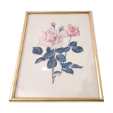 Illustration fleur rose cadre bois doré