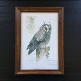 Owl ornithological board